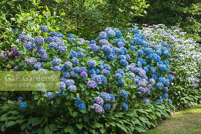 Hydrangea macrophylla 'La France' and Hydrangea macrophylla 'Mariesii Perfecta' 