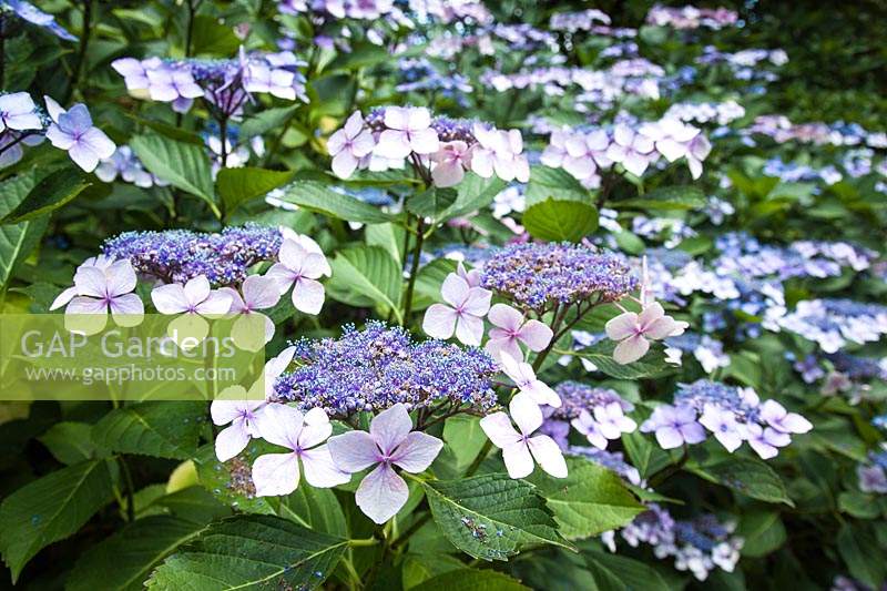 Hydrangea macrophylla 'Mariesii Perfecta' 