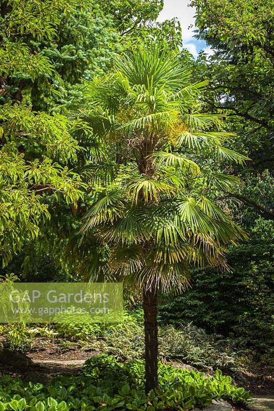 Trachycarpus fortunei - Windmill Palm

 