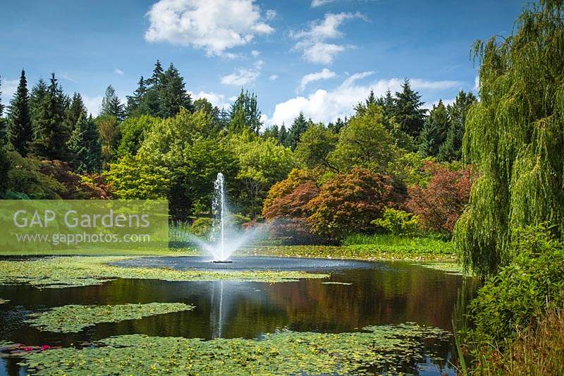 View across lake with Nymphaea odorata - Waterlily - to fountain, trees such as Acer palmatum - Japanese Maple - beyond