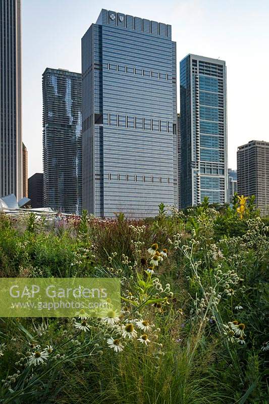 View of prairie-style planting with Echinacea purpurea 'Green Edge', Eryngium yuccifolium and other perennials, Chicago skyscrapers beyond
