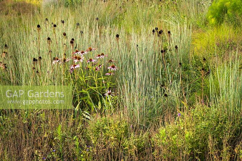 Echinacea tennesseensis - Tennessee Coneflower - among ornamental grasses