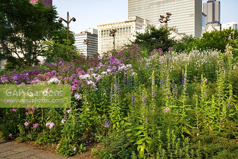 Phlox paniculata 'Blue Paradise' among other perennials on a bank with skyscrapers in background