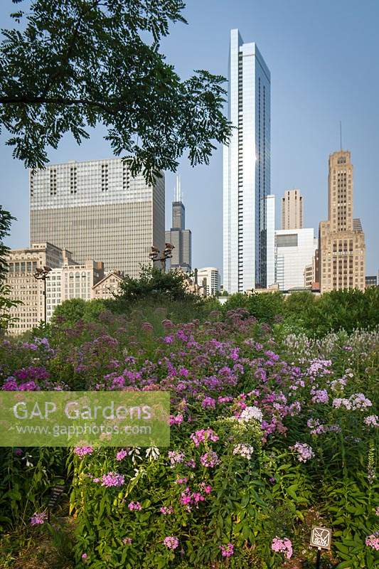 Phlox paniculata 'Blue Paradise' with skyscrapers in the background