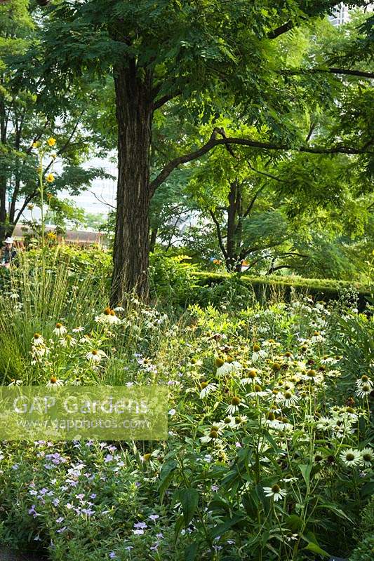 Echinacea purpurea 'Green Edge' growing under Robinia pseudoacacia 'Chicago Blues' - Black Locust - tree