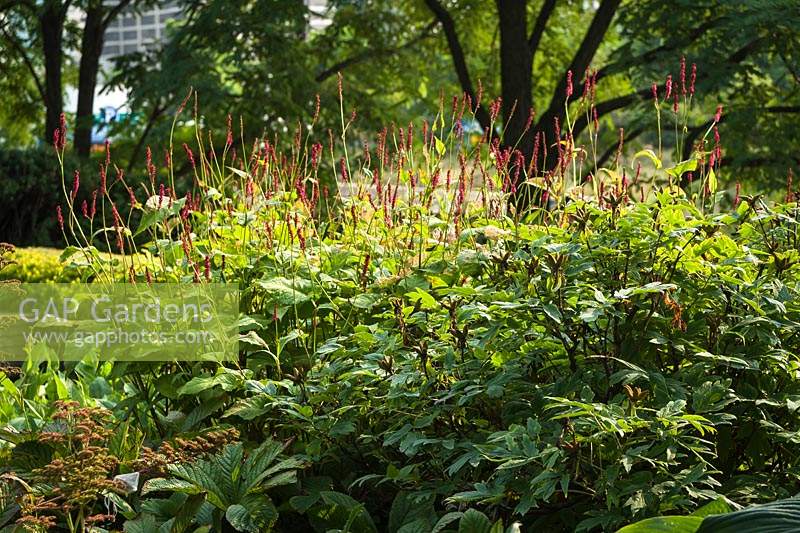 Persicaria amplexicaulis 'Firedance' - Knotweed in an urban park with trees beyond