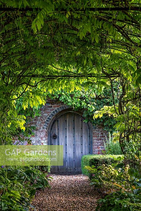 View through green tunnel covered in Wisteria to wall with arch fitted with wooden gate