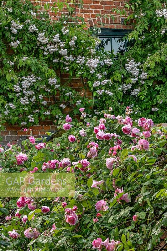Rosa 'Constance Spry' and Rosa 'Paul's Himalayan Musk' at Boughton Monchelsea Place, Kent, UK. 