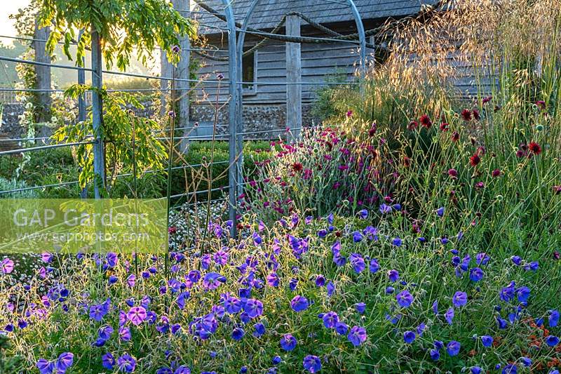 Geranium x magnificum in flower with other perennials at Flint Barn, Sussex, UK.