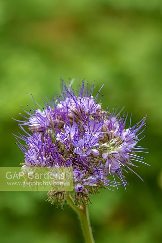 Lacy Phacelia tanacetifolia - Purple Tansy