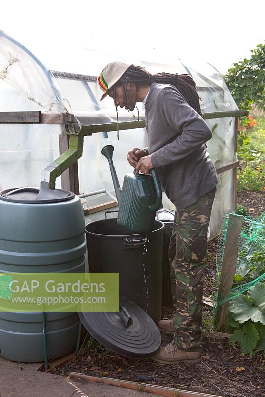 A man collecting water from a plastic dustbin linked to a water butt collecting rainwater off pipe on homemade polytunnel 