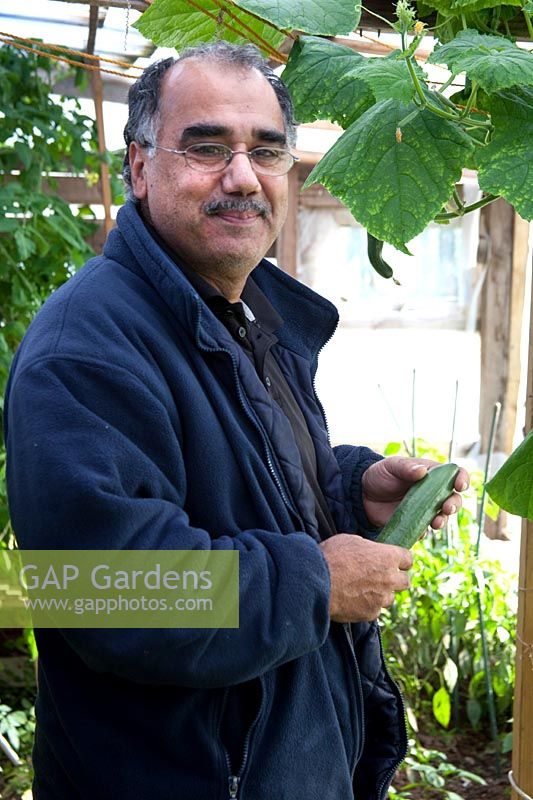 Man picking Cucumber from plants grown under cover