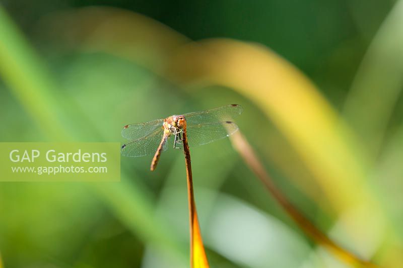 Sympetrum striolatum - Common Darter Dragonfly 