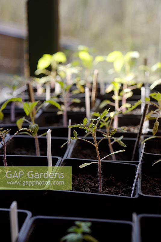 Tomato seedlings growing indoors on a windowsill 