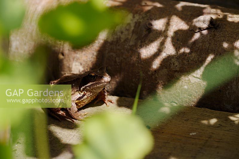 Rana temporaria - Common Frog - in a shady corner of a garden