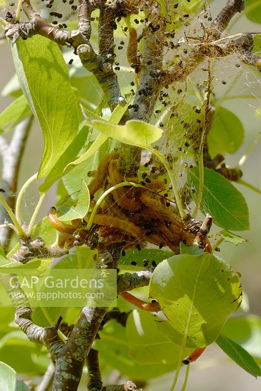 Neurotoma saltuum - Social Pear Sawfly - larvae feeding on Pyrus pyrifolia - Asian Pear