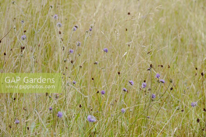 Succisa pratensis - Devils Bit Scabious - flowering in wild meadow grassland