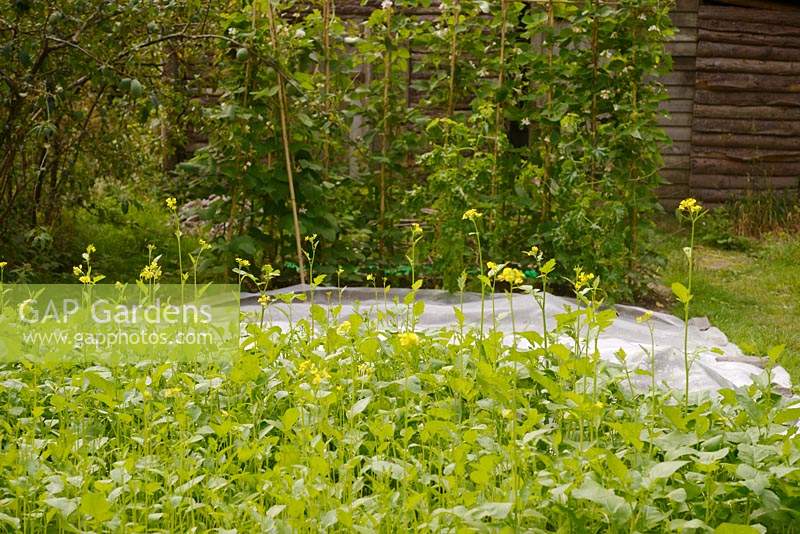 Caliente Mustard, green manure and biofumigant, crop growing on a vegetable plot