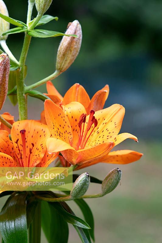 Lilium bulbiferum var. croceum - Orange Lily