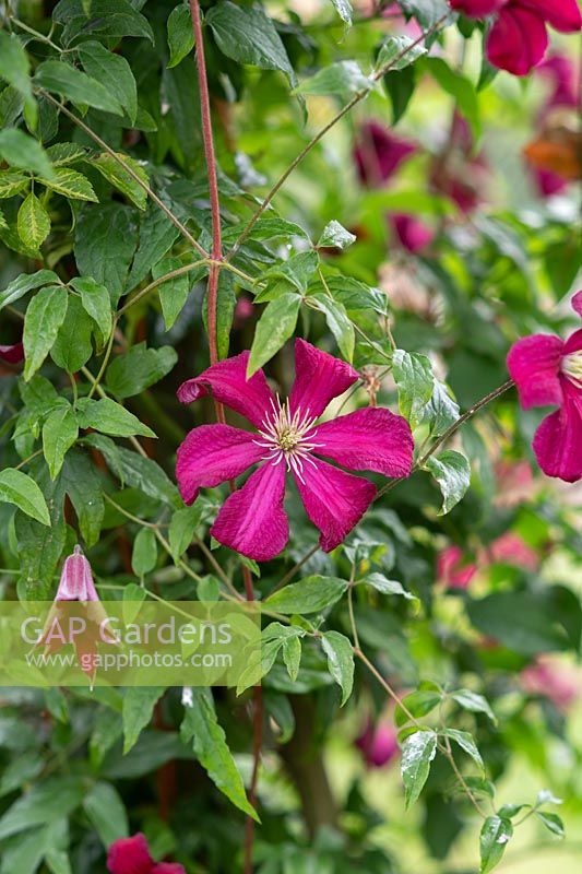 Clematis 'Madame Julia Correvon'