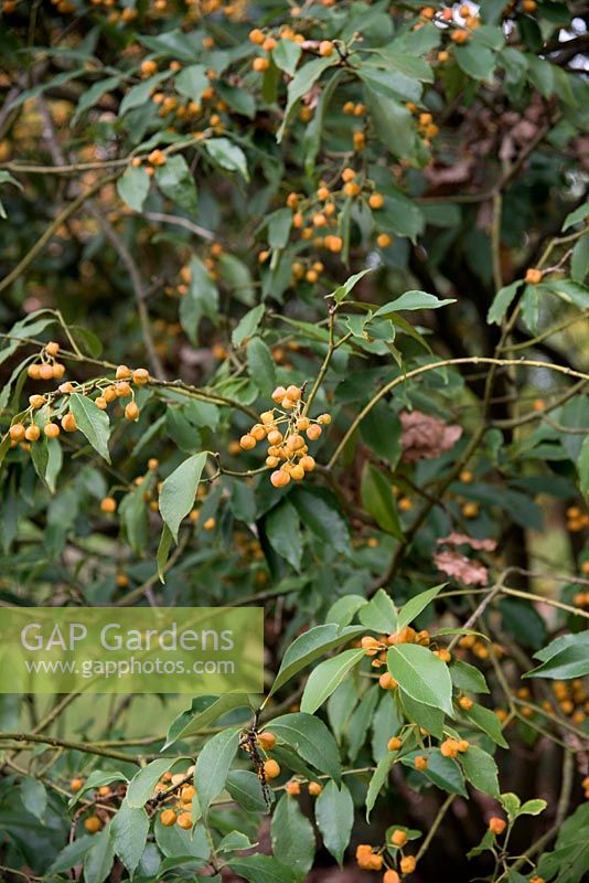 Euonymus myrianthus - Many-flowered Spindle