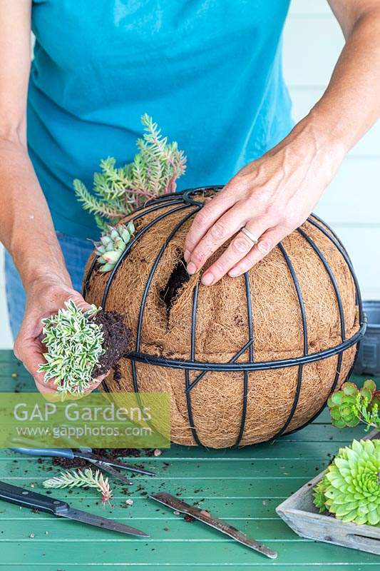 Woman planting Arabis ferdinandi-coburgi 'Variegata' into hole made in hanging basket liner 