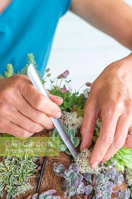 Woman using a metal widger to add lichen to hanging basket ball planted with a mixture of succulent and alpine plants