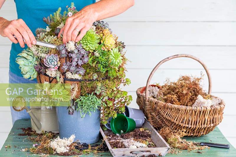 Woman using a metal widger to add moss to hanging basket ball planted with a mixture of succulent and alpine plants