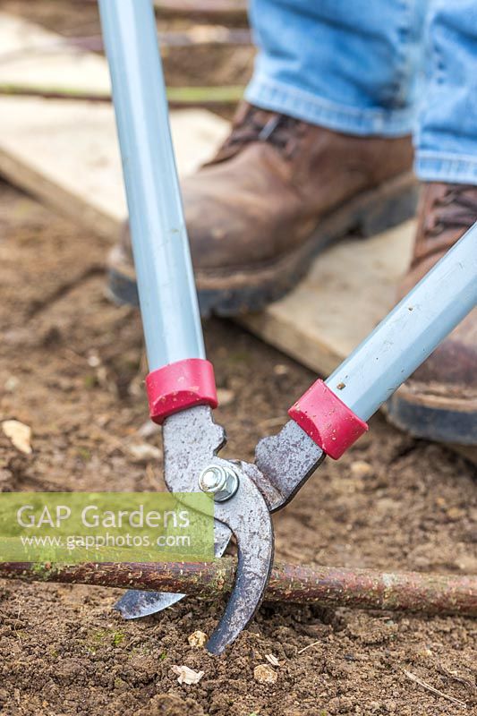 Woman using loppers to trim pea sticks ready to add to support