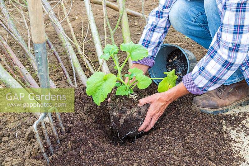 Woman planting butternut squash plant 'Hunter' next to hazel support