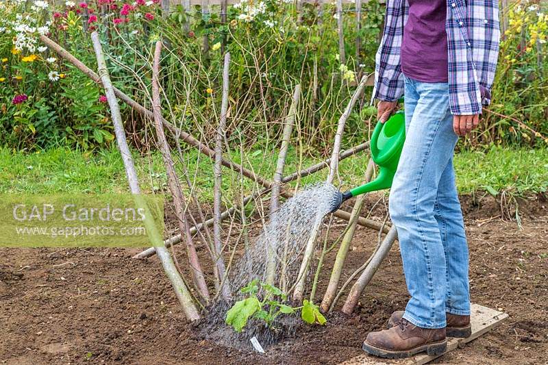 Woman watering Butternut Squash next to support with plastic watering can