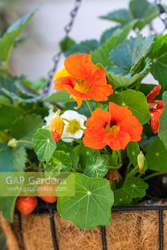 Nasturtiums in flower with strawberry plants with flowers and fruit. 