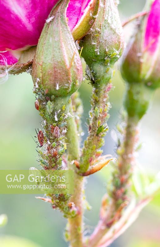 Close up detail of rose with aphids.