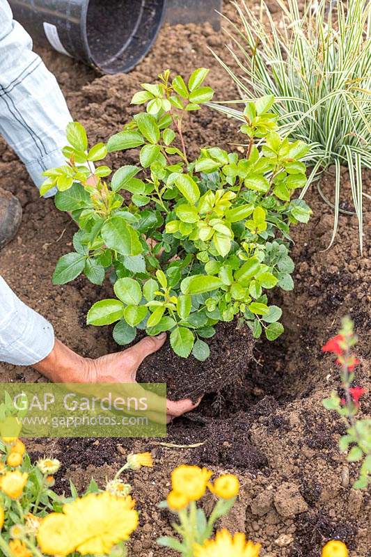 Woman planting Rosa 'Lots of Kisses'. 