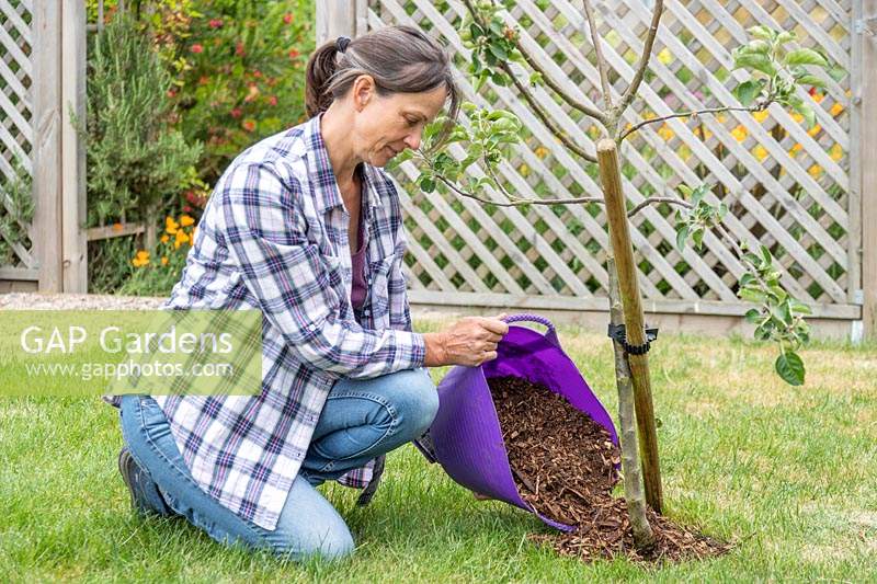  Woman applying bark mulch to Malus 'Bramleys Seedling'. 