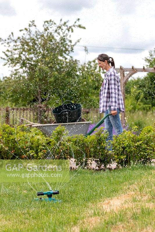 Using water sprinkler to water a lawn with patches of yellow grass with drought damage, while woman pushes wheelbarrow in the background. 