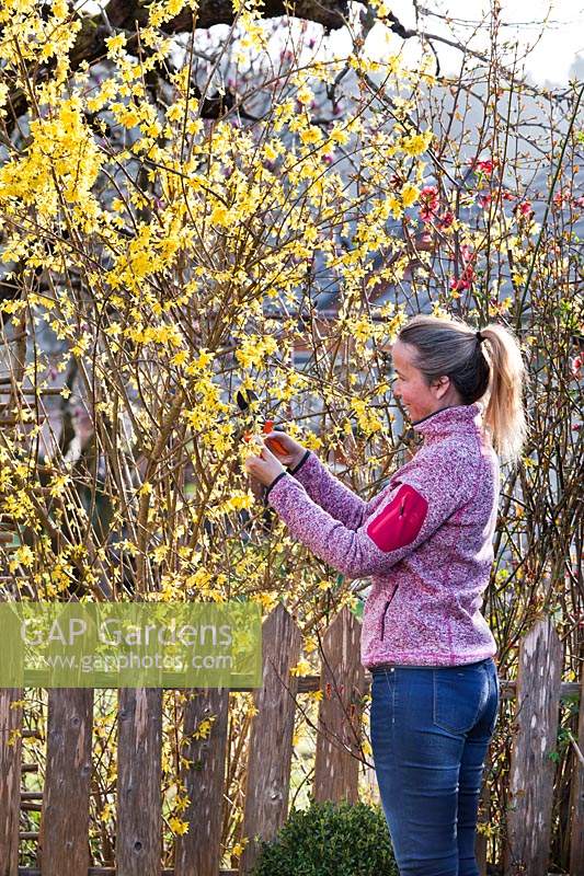Women pruning Forsythia