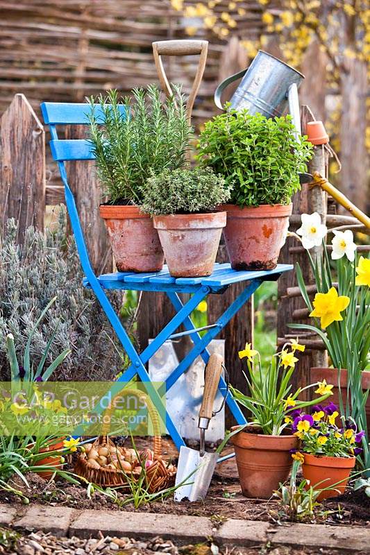 Potted herbs - Origanum vulgare - Oregano, Thymus - Thyme and Salvia rosmarinus - Rosemary on a chair, potted flowers nearby