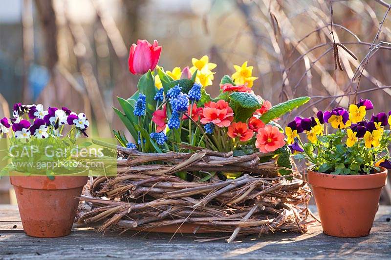 Display of Tulipa - Tulip, Narcissus - Daffodil, Primula and Muscari in wicker nest, small pots of Viola nearby