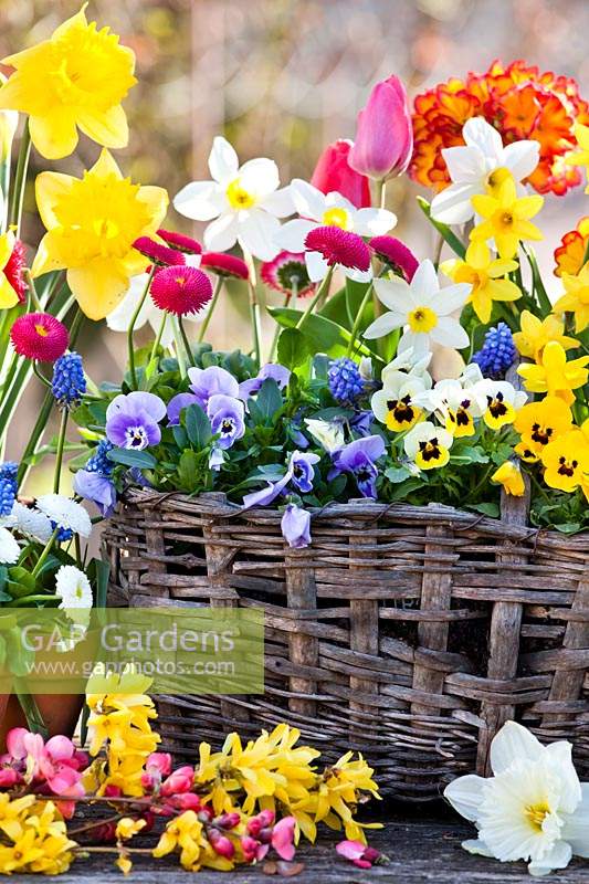 Spring flowers displayed in a basket 