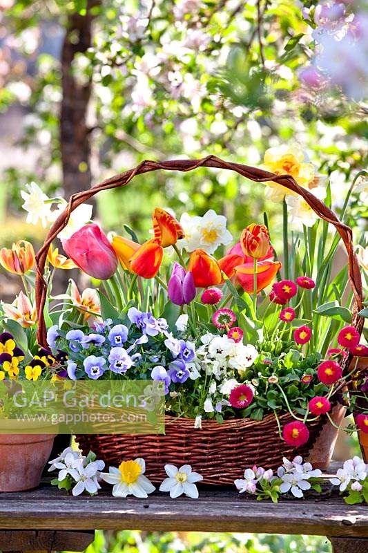 Wicker basket filled with spring flowers - Tulips, Viola and Bellis.