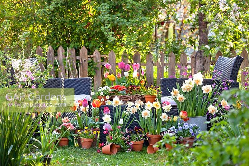 A colourful spring container garden with daffodils, bellis, primroses, tulips, grape hyacinths and violas.