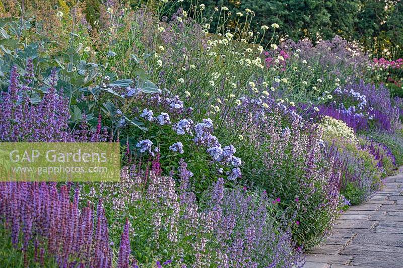Long Herbaceous Border with Cephalaria gigantea and Lythrum salicaria at Town Place