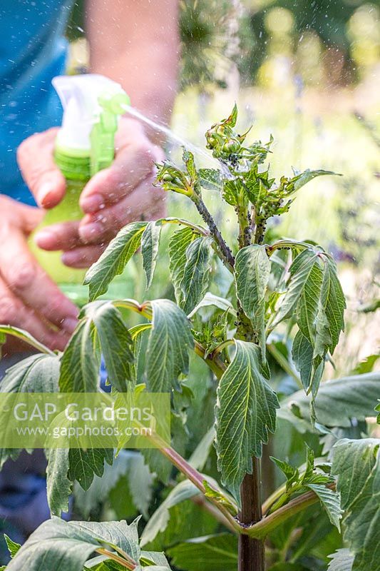 Woman using pump sprayer bottle to apply soapy water to aphid covered Dahlias