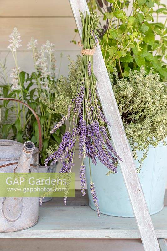Bunch of lavender hanging to dry from ladder shelving unit