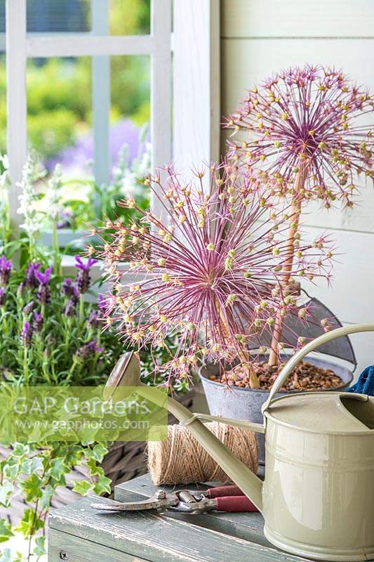 Metal watering can, secateaurs and string on table next to Allium seedhead with window box behind