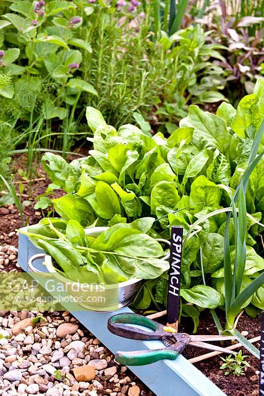 Harvested spinach 'Matador'- Spinacia oleracea