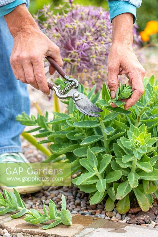 Cutting back by carrying out 'Chelsea chop' on Hylotelephium Herbstfreude Group 'Herbstfreude' - Sedum 'Autumn Joy' 