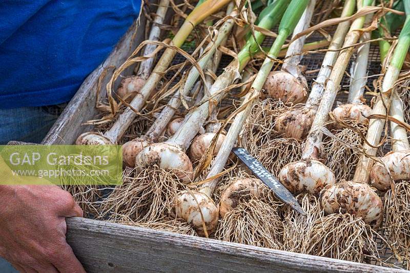 Harvested Garlic 'Cacassonne Wight' in tray to be dried