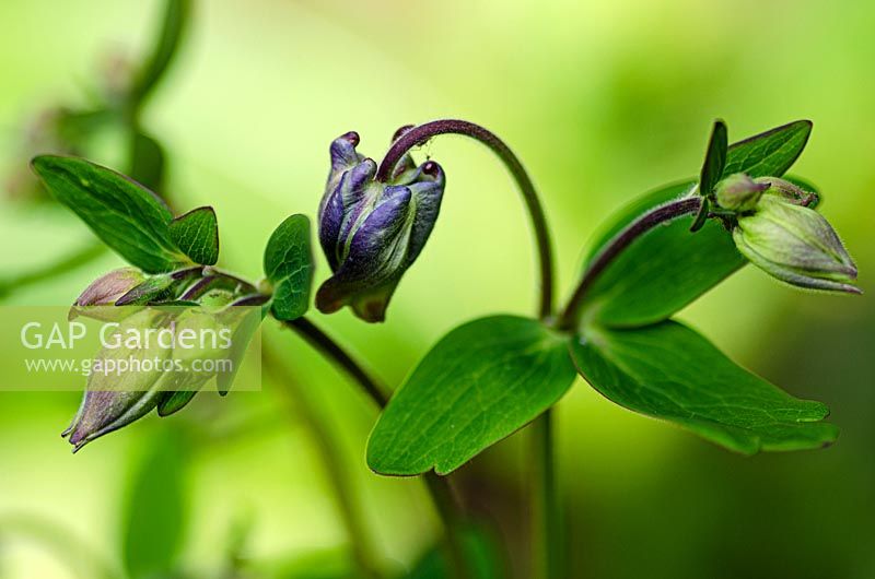 Acquilegia vulgaris - Columbine 